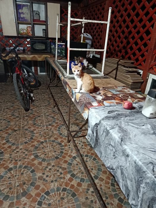 Donez pisoi spre adoptie