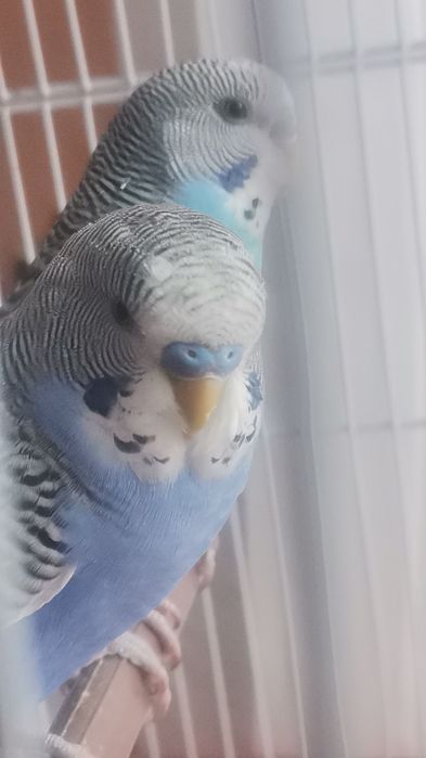 Vând un mascul de papagal peruși foarte fain