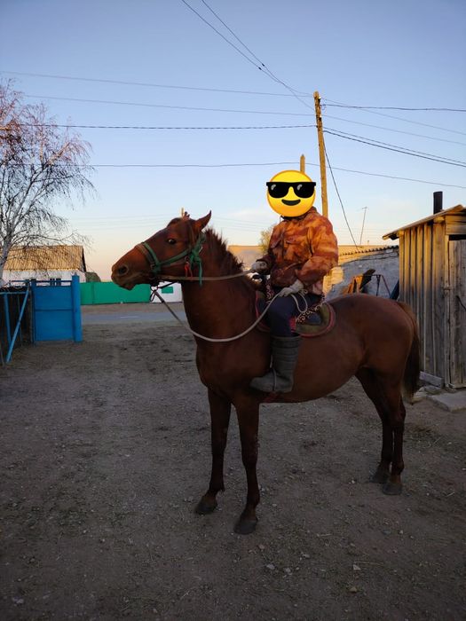 Продам Жеребца цена окончательная