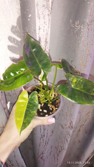 Продается Шикарный Филодендрон Бурле Маск