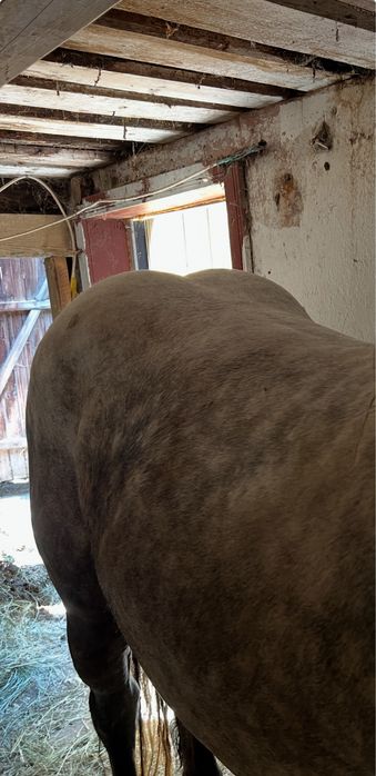 vand sur 3 ani invatat