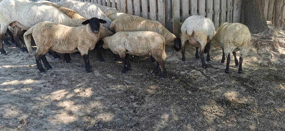 Vând berbecuti suffolk si mielute