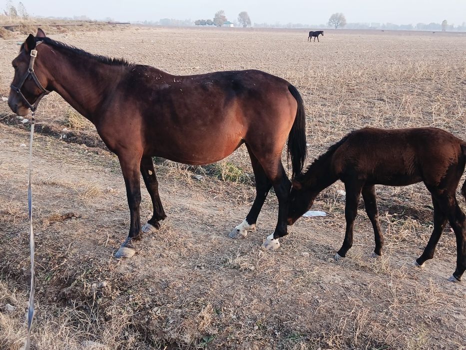 Biya sotiladi ona bola 4 chi qorin bolasi