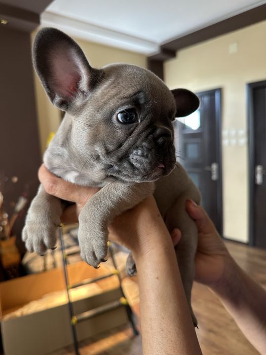 Френски булдог Blue fawn