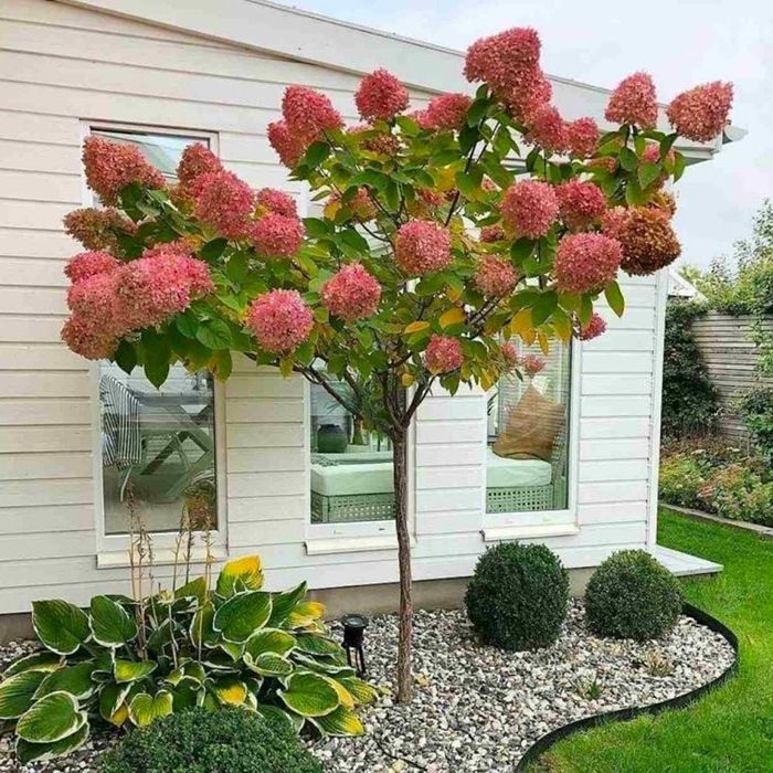 Hortensie pomișor