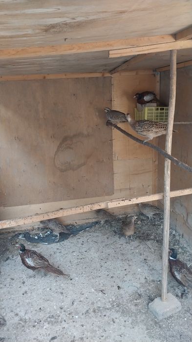 Kavkaz fazan sotiladi bahorgi jo'jalar kelishamiz barteram bo'ladi