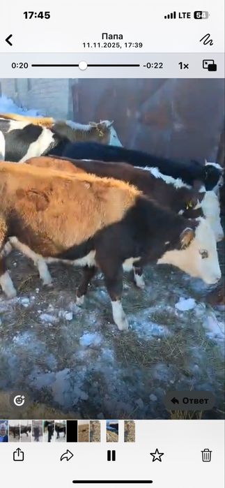 Продаю скот, (бычки,телки)