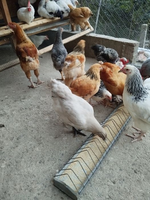 Vând pui Brahma Columbia.