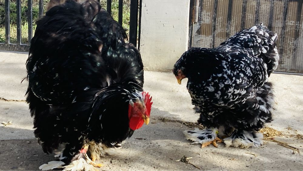 Cochinchina urias bobat negru si albastru