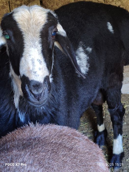 Продается кучкары