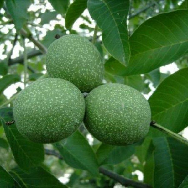 Pomi Fructiferi  nuc sebesel