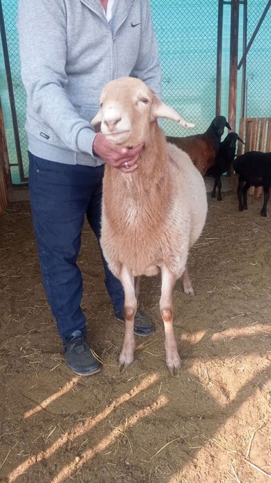 Qochqorlar  sotiladi.