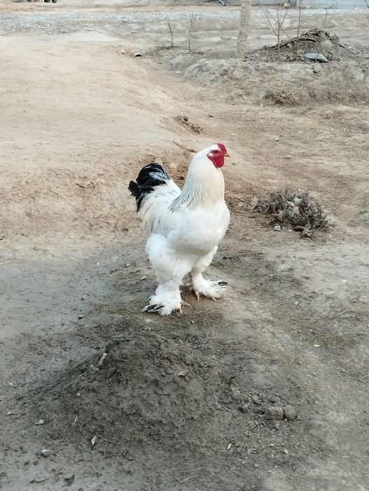 Bramo xoʻrozi sotiladi