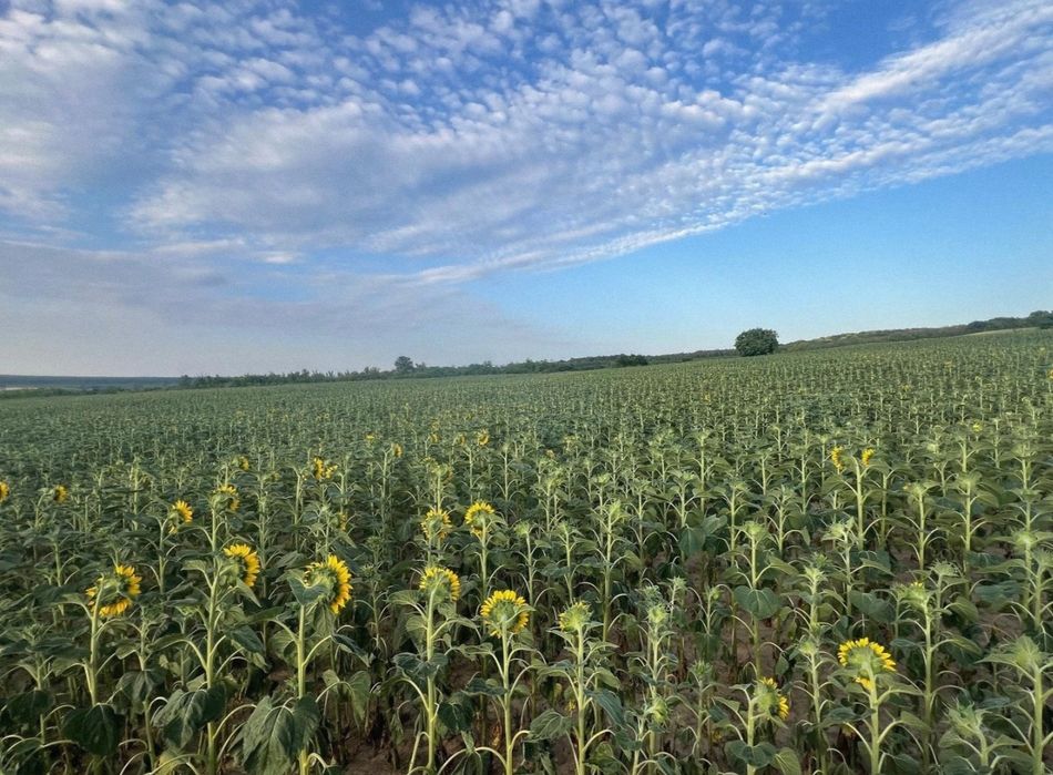 Teren intravilan lângă pădure
