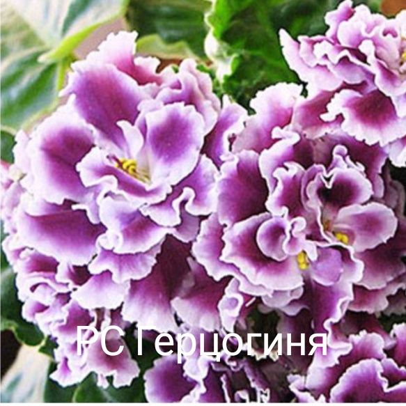Продам сортовые цветущие фиалки