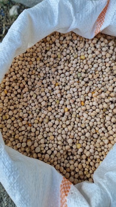 Mazăre pentru sămânță