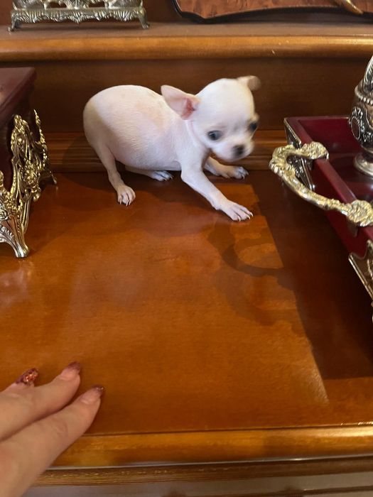 Fetiță Chihuahua
