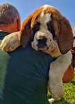 Femele de Saint Bernard cu Pedigree