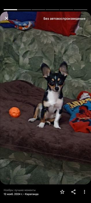 Предлагаем Мини Тойчика для вязки