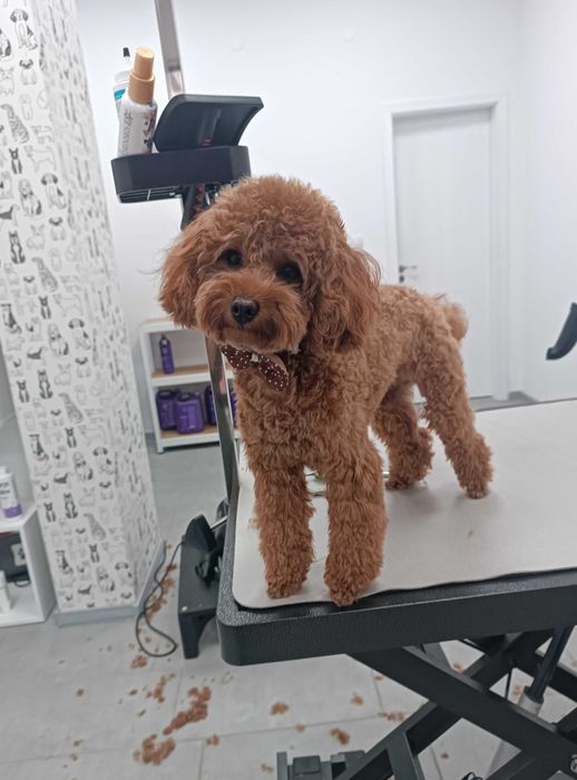 Груминг салон, цялостна грижа за домашни любимци