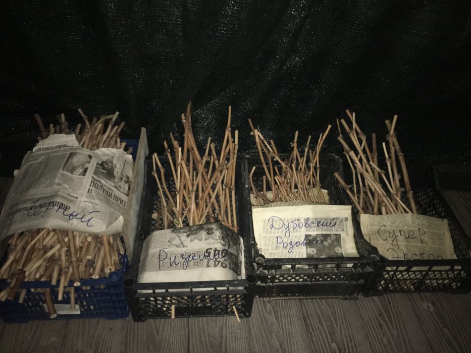 Чубуки столовых сортов Винограда.