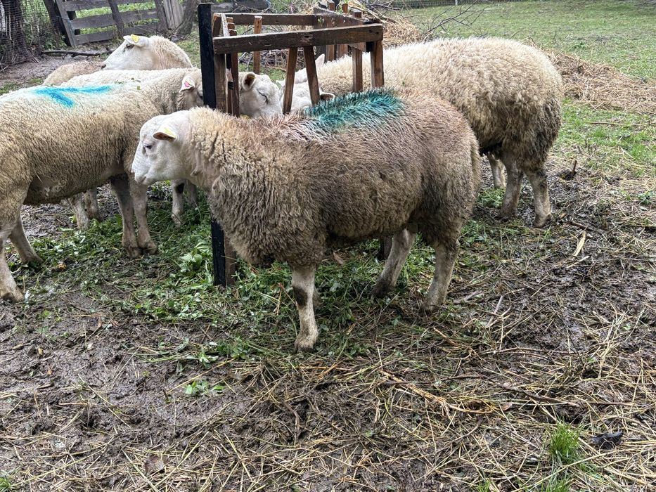 Vand berbecut texel