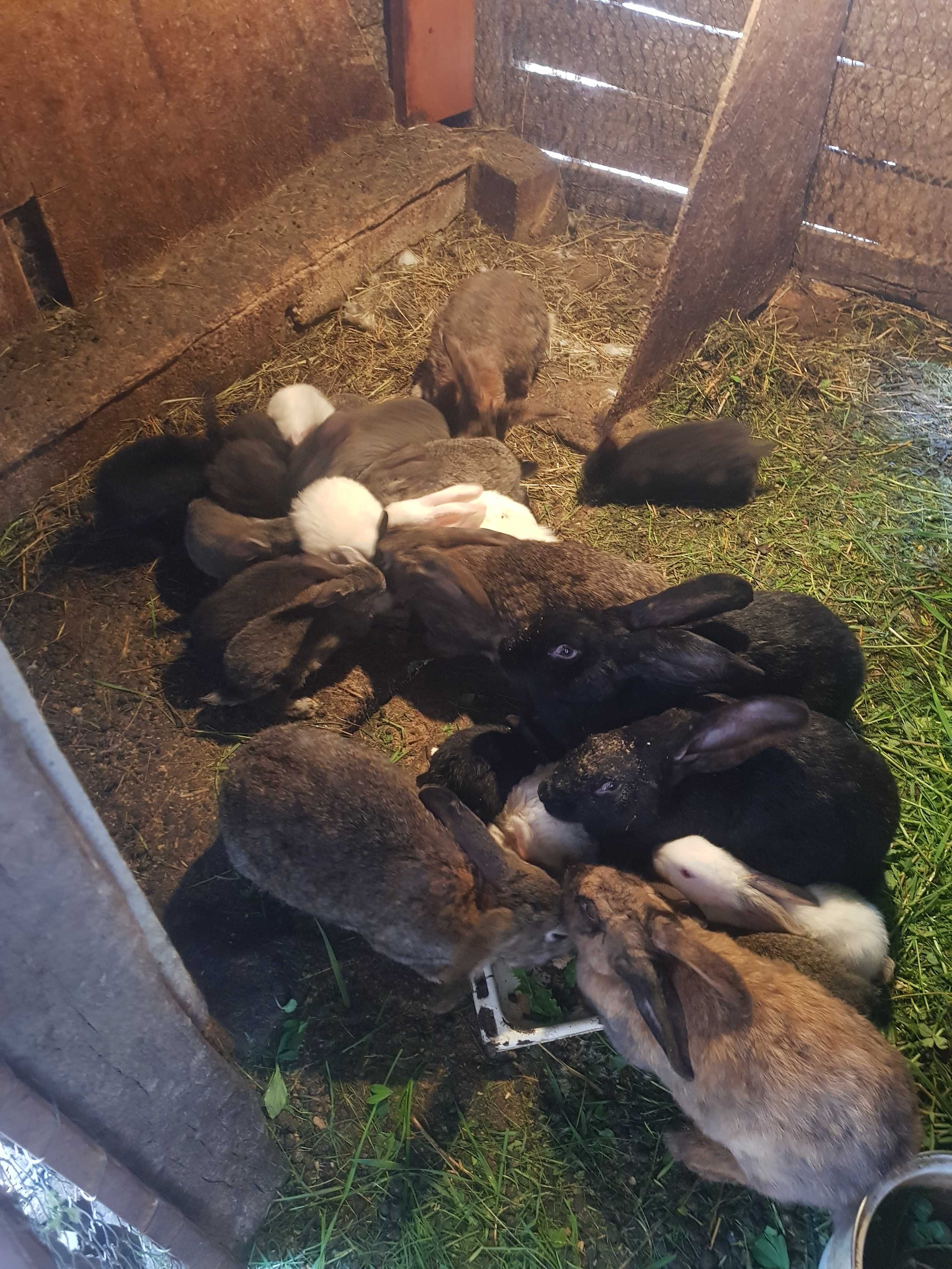 Vand pui de iepuri de casă