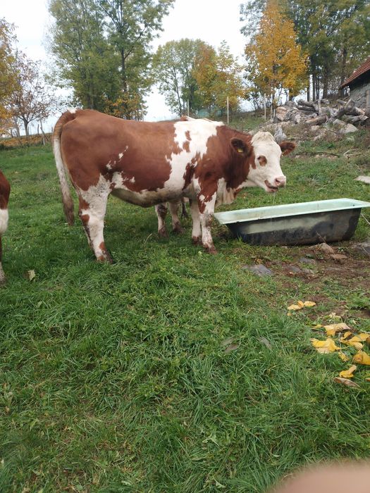 Vand juninca de 2ani nu este gestanta