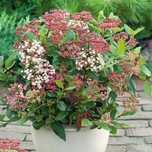 Лаврова Калина (Viburnum Tinus)