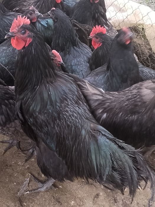 Cocoși australorp !
