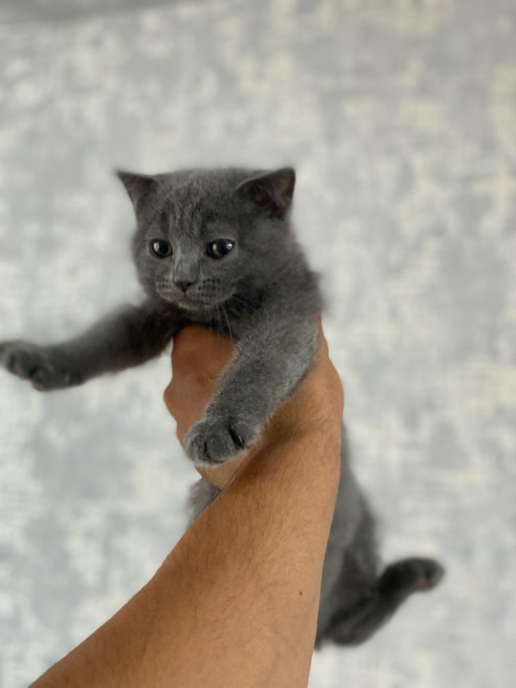 Scottish fold Qiz bola 2 ta