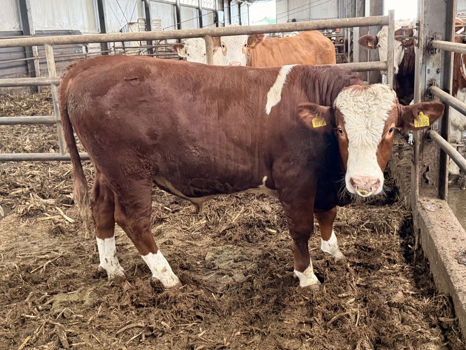 Taur reproductie cu C.Z.