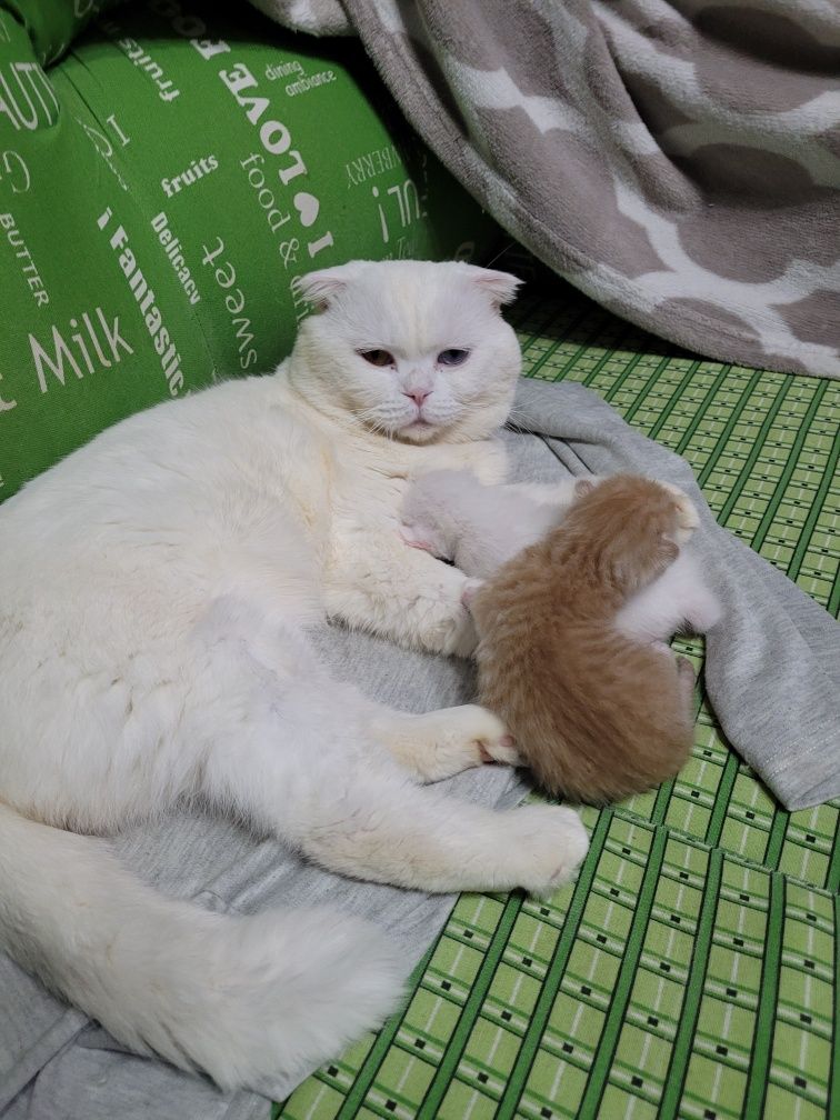 Кот на вязку с разноцветными глазами шотландский