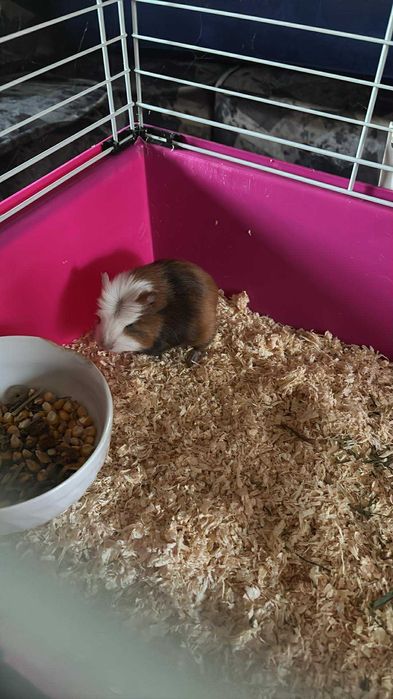 Vând porcușor de guineea