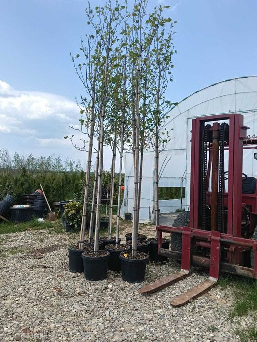 Amenajări grădini și curți – servicii profesionale