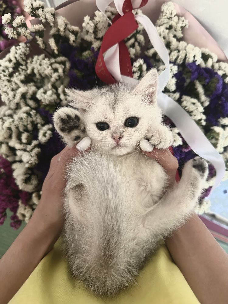 Продаётся котёнок — девочка, шотландская серебристая шиншилла