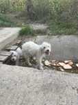 Ofer spre adoptie catelusi/ pui de catel