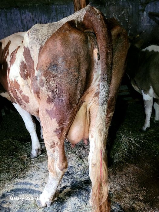 Vaca baltata frumoasa bună de lapte 5 pe 6 ani montata cu.baltat