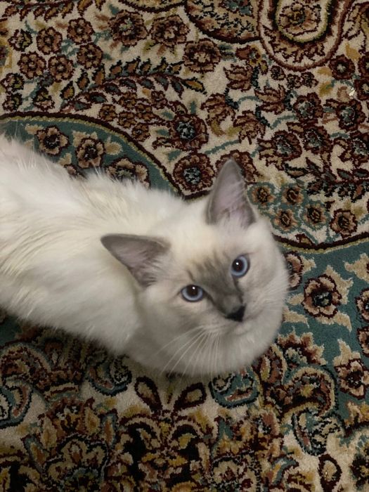 Regdoll чистокровный