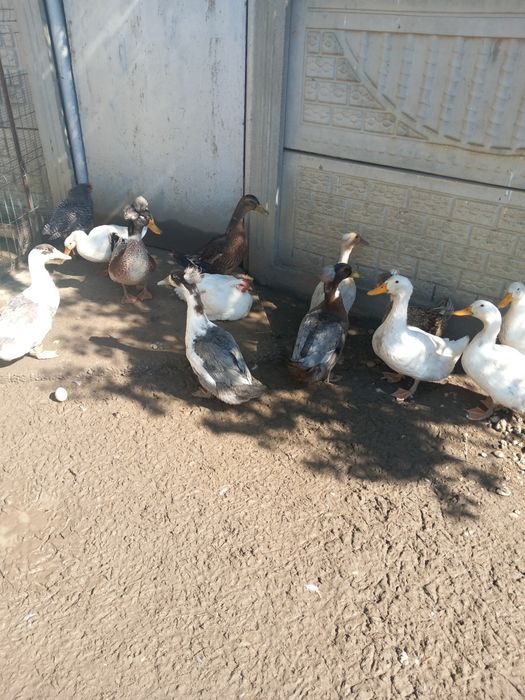 Vând rațe romanești