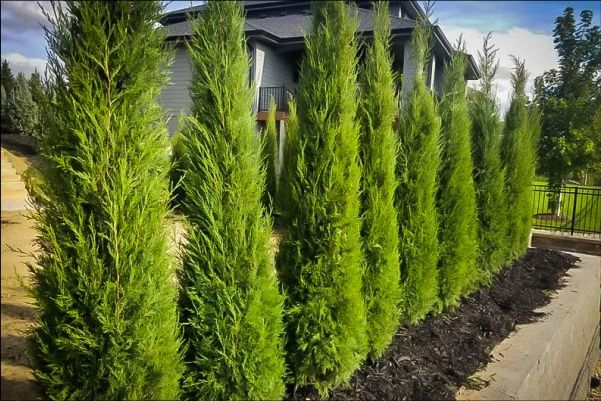 Gard viu vesnic verde, cupressocyparis leylandii,chiparos, verde auriu