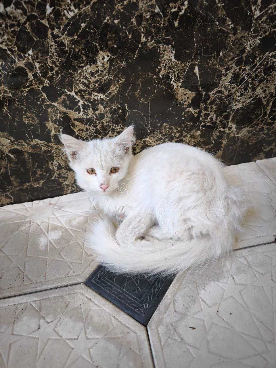Отдам кошку даром