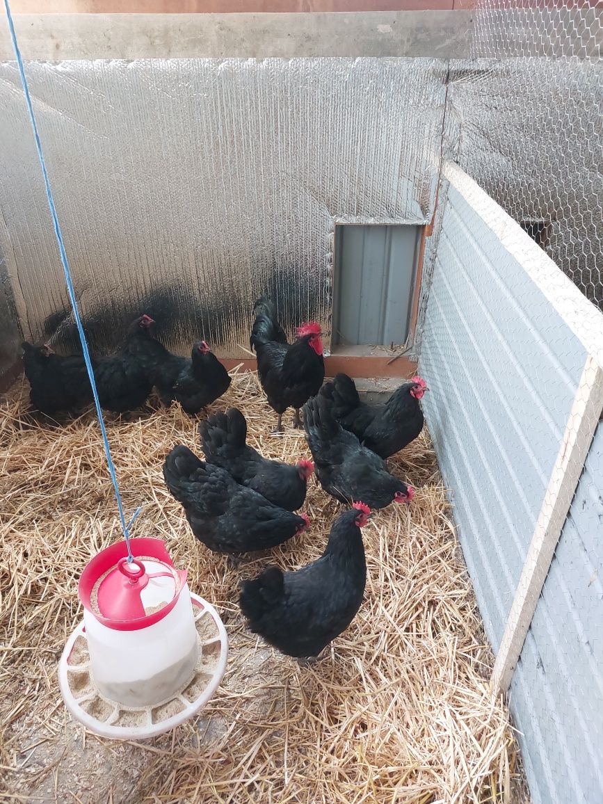 Oua Australorp 5 lei