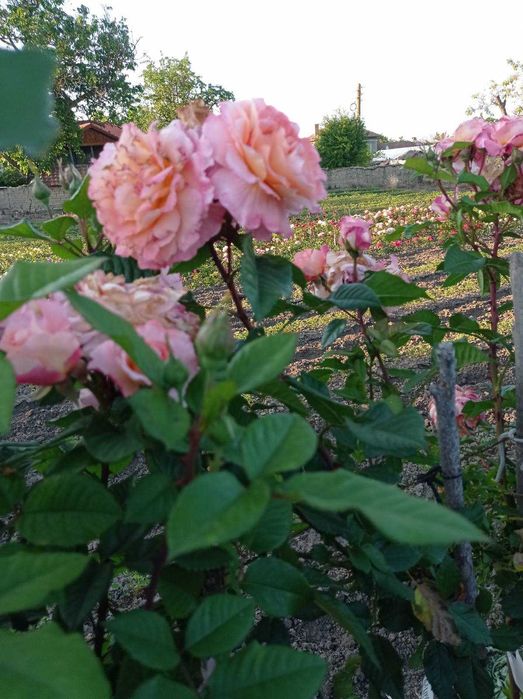 Щамбови рози, цветово разнообразие.