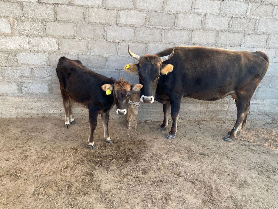 Буаз сиыр бузауымен