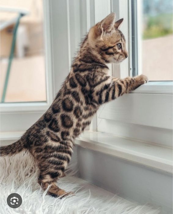 Бенгальский котенок