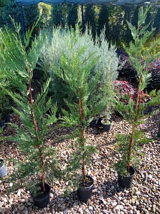 Vând chiparos leylandi diferite dimensiuni