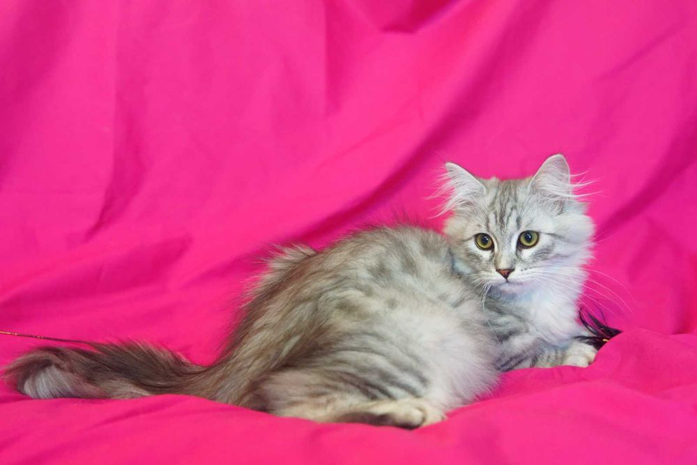 Pisica Siberiana - Felisa Autorizata