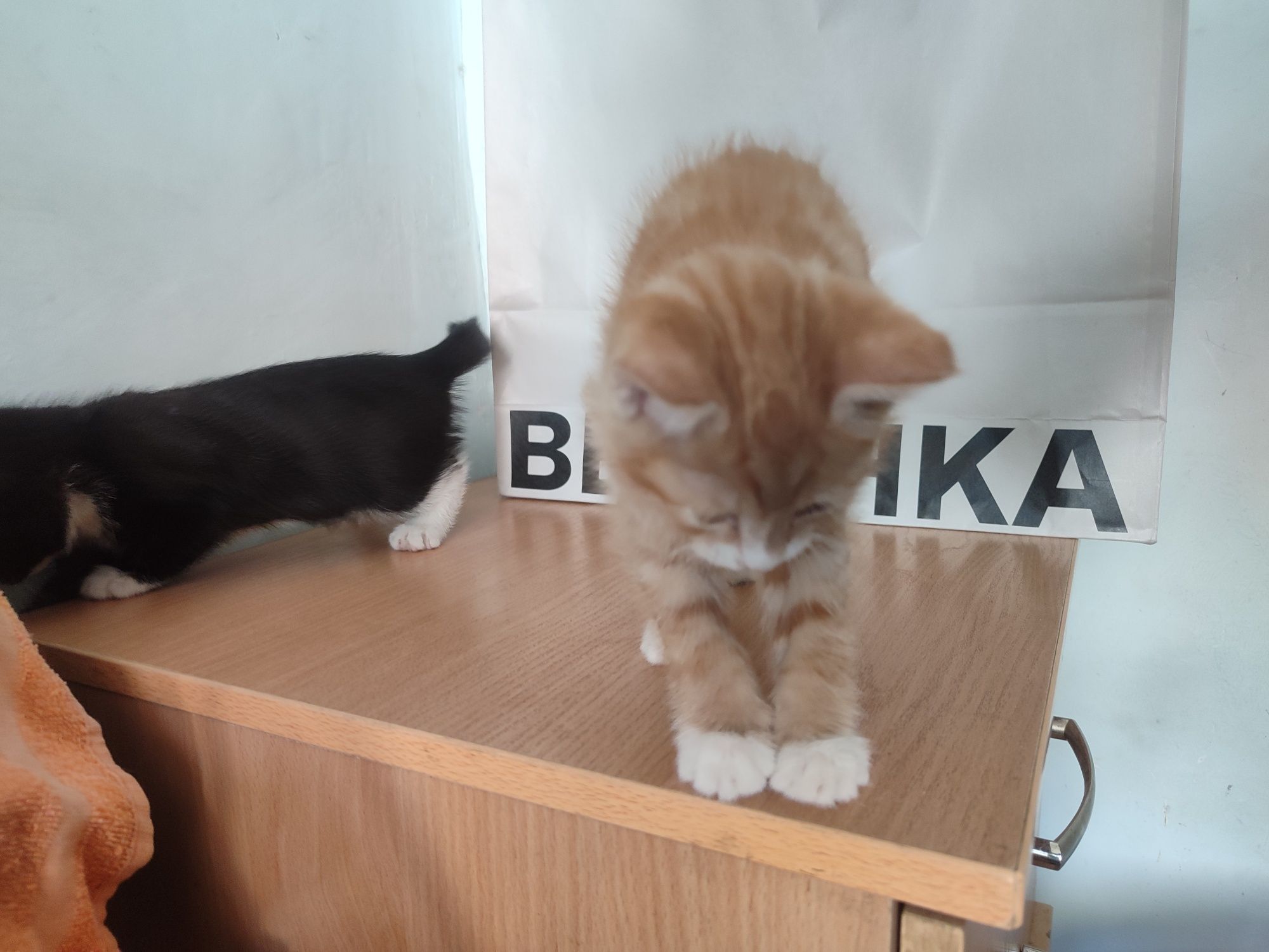 Котята в хорошие руки, Яшнабадский район
