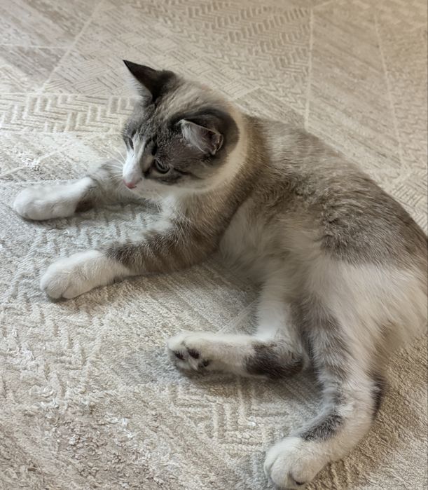 Помогите найти коту любящую семью!